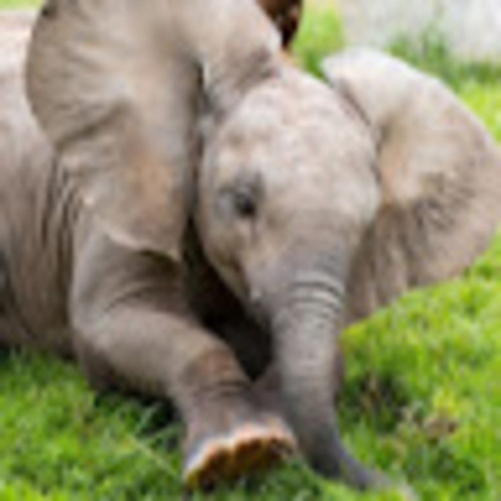 Meet your Posher, Medinah